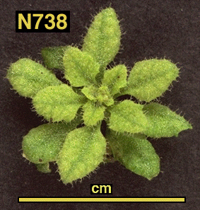 High resolution image of this Arabidopsis plant