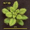 photo of Arabidopsis plant