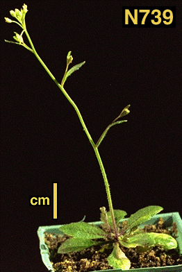 High resolution image of this Arabidopsis plant