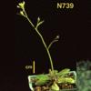 photo of Arabidopsis plant