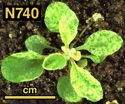 High resolution image of this Arabidopsis plant