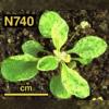 photo of Arabidopsis plant