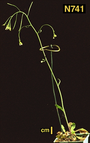 High resolution image of this Arabidopsis plant