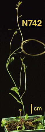 High resolution image of this Arabidopsis plant