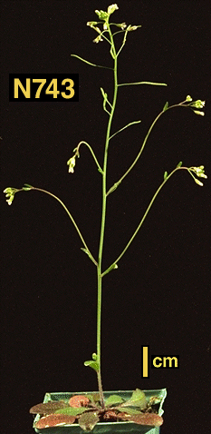 High resolution image of this Arabidopsis plant