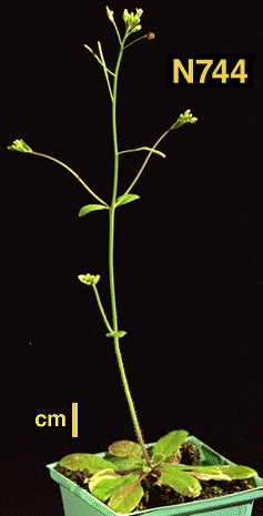 High resolution image of this Arabidopsis plant
