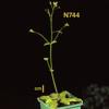 photo of Arabidopsis plant