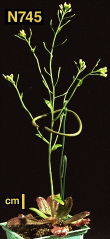 High resolution image of this Arabidopsis plant