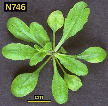 High resolution image of this Arabidopsis plant
