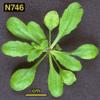 photo of Arabidopsis plant