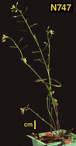 High resolution image of this Arabidopsis plant