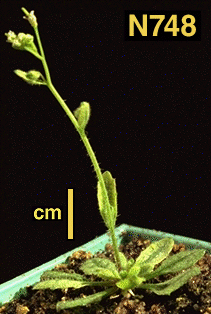 High resolution image of this Arabidopsis plant