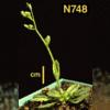 photo of Arabidopsis plant