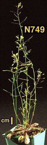 High resolution image of this Arabidopsis plant