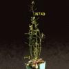 photo of Arabidopsis plant