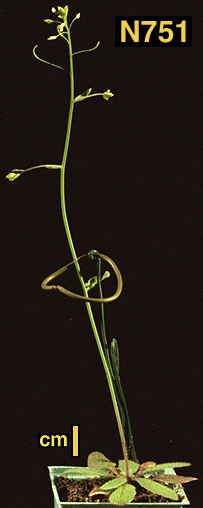 High resolution image of this Arabidopsis plant