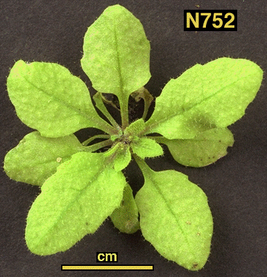 High resolution image of this Arabidopsis plant
