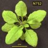 photo of Arabidopsis plant