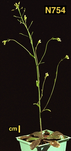 High resolution image of this Arabidopsis plant
