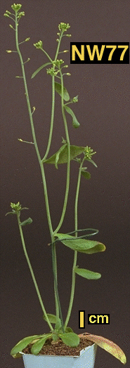 High resolution image of this Arabidopsis plant