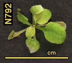 High resolution image of this Arabidopsis plant