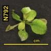 photo of Arabidopsis plant