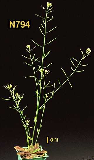 High resolution image of this Arabidopsis plant