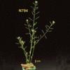 photo of Arabidopsis plant