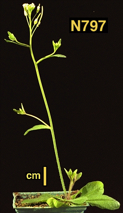 High resolution image of this Arabidopsis plant