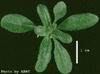 photo of Arabidopsis plant