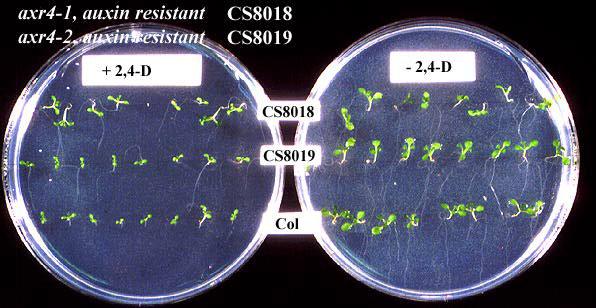 High resolution image of this Arabidopsis plant