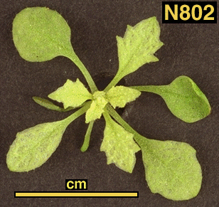 High resolution image of this Arabidopsis plant