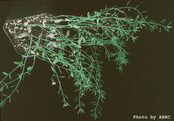 High resolution image of this Arabidopsis plant