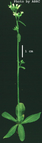 High resolution image of this Arabidopsis plant