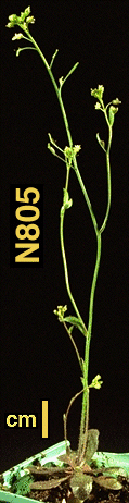 High resolution image of this Arabidopsis plant