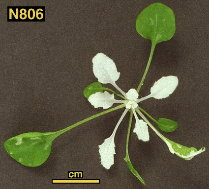High resolution image of this Arabidopsis plant