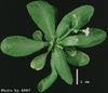 photo of Arabidopsis plant