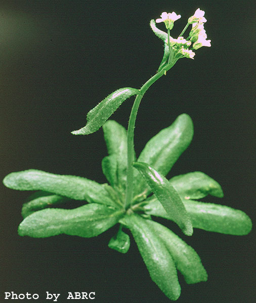 High resolution image of this Arabidopsis plant