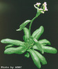 photo of Arabidopsis plant