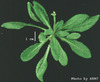 photo of Arabidopsis plant