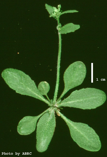 High resolution image of this Arabidopsis plant