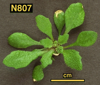 High resolution image of this Arabidopsis plant