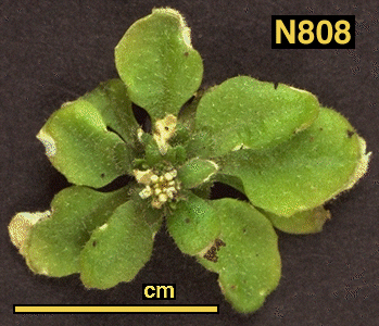 High resolution image of this Arabidopsis plant