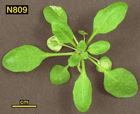 High resolution image of this Arabidopsis plant