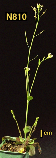 High resolution image of this Arabidopsis plant