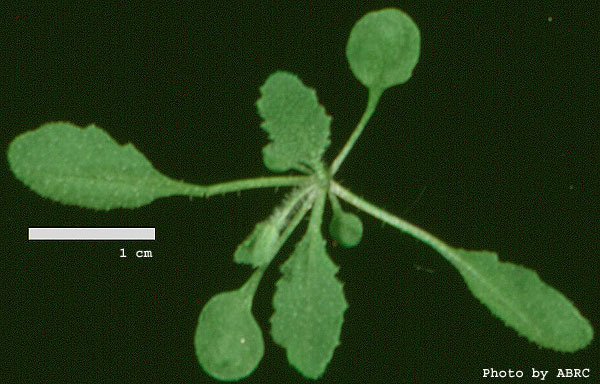 High resolution image of this Arabidopsis plant