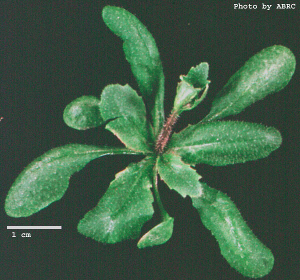 High resolution image of this Arabidopsis plant