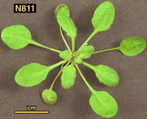 High resolution image of this Arabidopsis plant