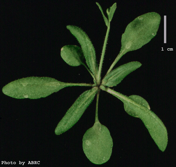 High resolution image of this Arabidopsis plant