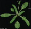 photo of Arabidopsis plant